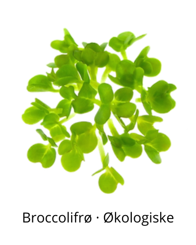 Økologiske Broccoli spirefrø