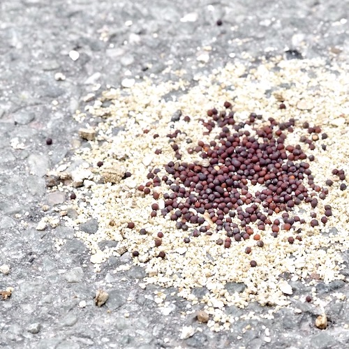 Spirefrø på vermiculite