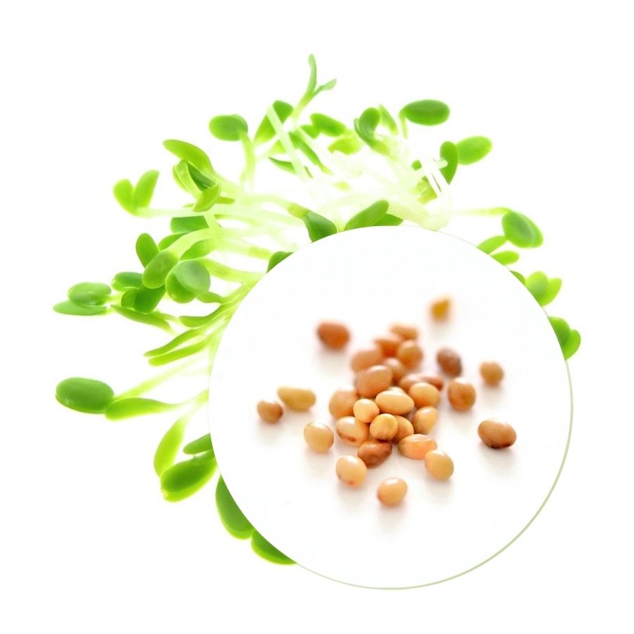 Økologiske Hvidkløverfrø til Spirer og Mikrogrønt