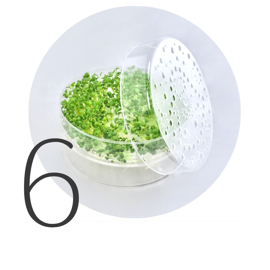 Trin 6 til mikrogrønt