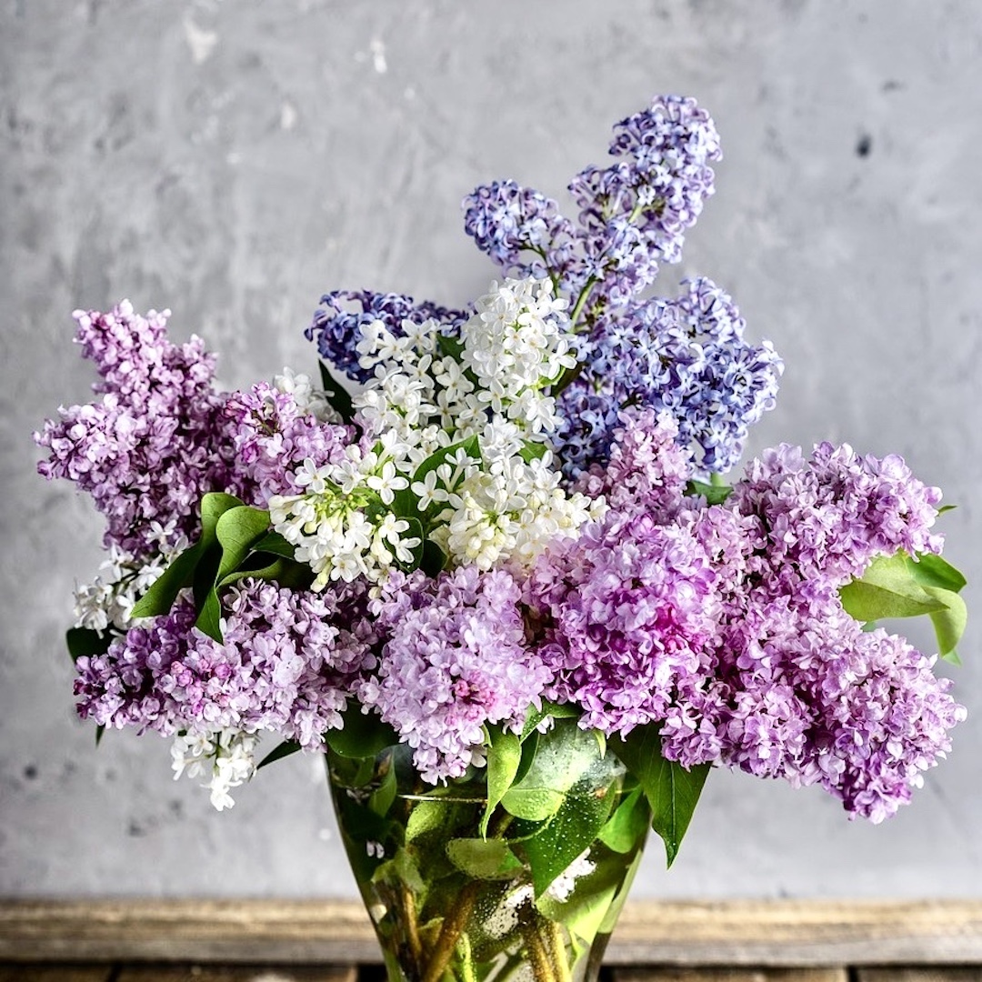 Økologiske blomster til buketter med syrener