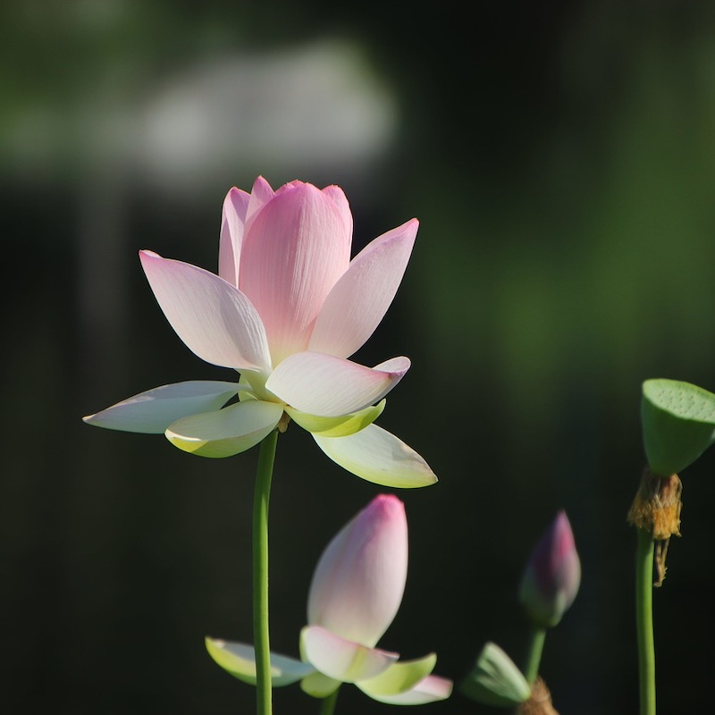 Yoga guide lotus