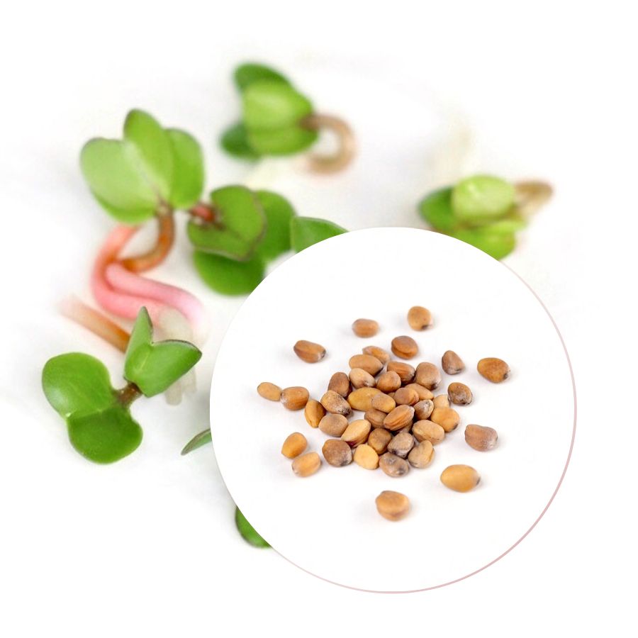 Økologiske Radisefrø til Spirer