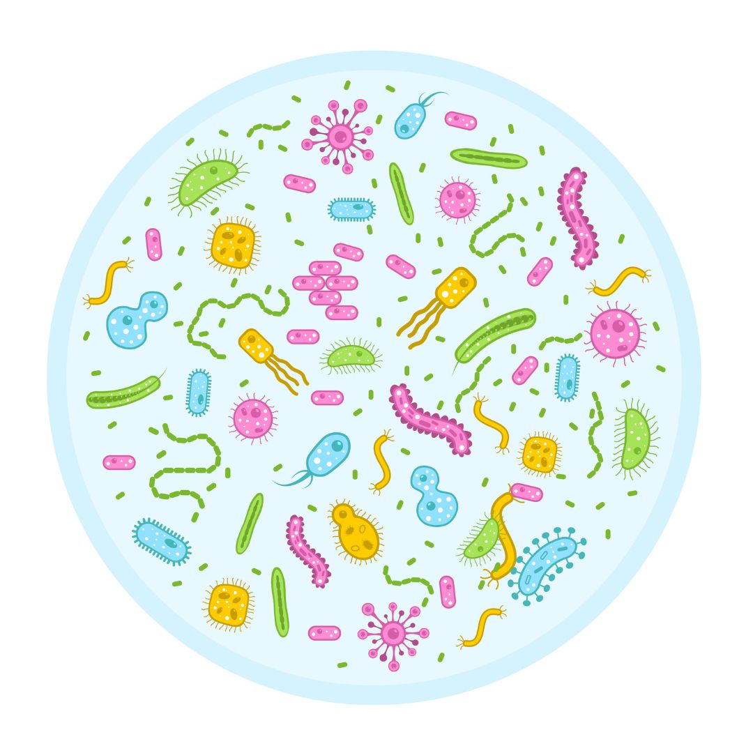 Dit sunde Mikrobiota Dit sunde Mikrobiota