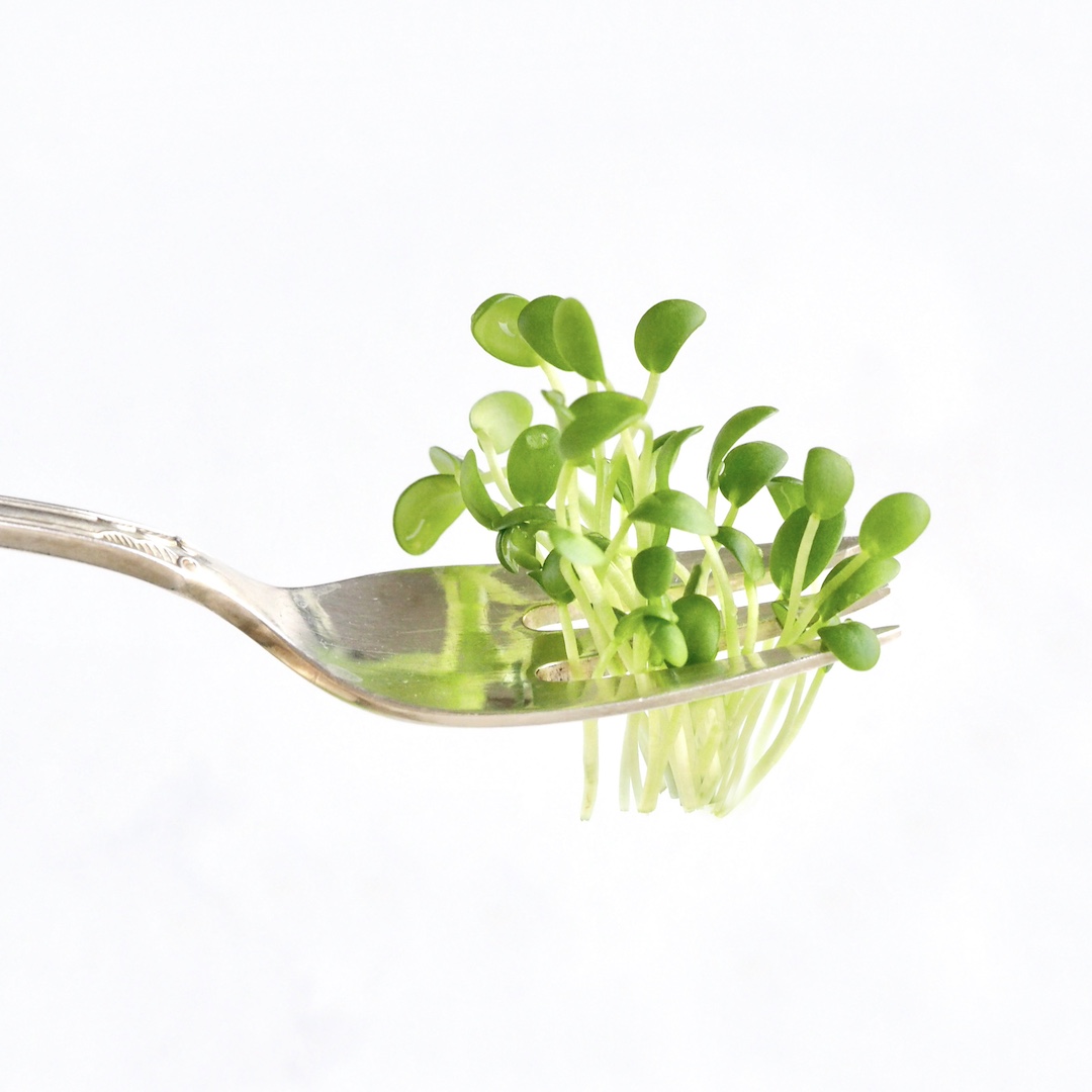 Dyrk selv friske spirer og mikrogrønt