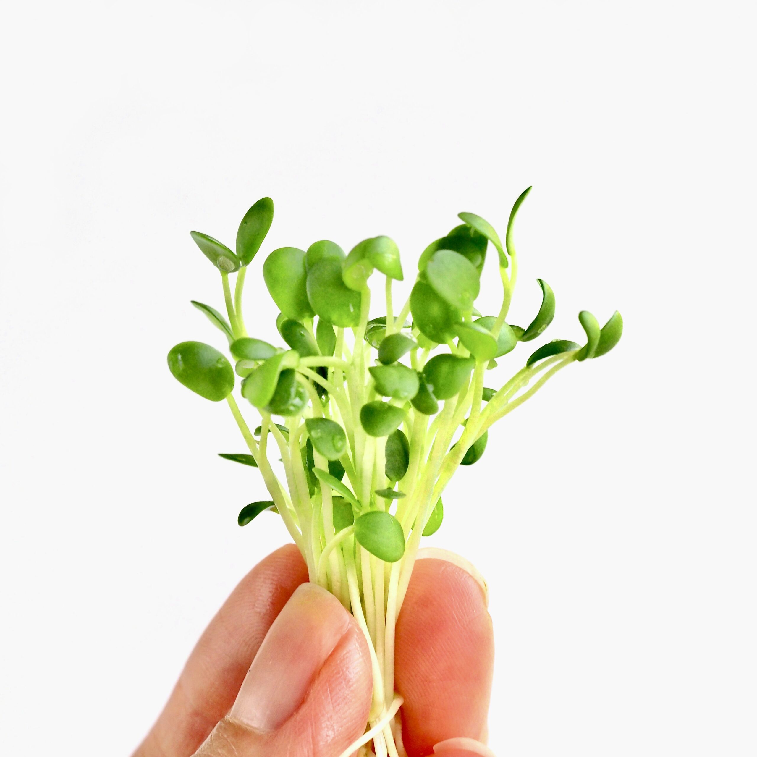 Holdbarhed i økologiske spirer