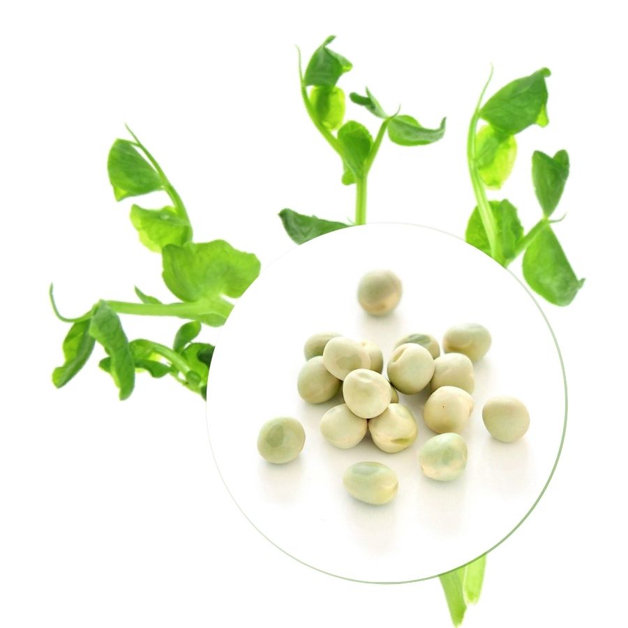 Økologiske Ærter til Ærteskud