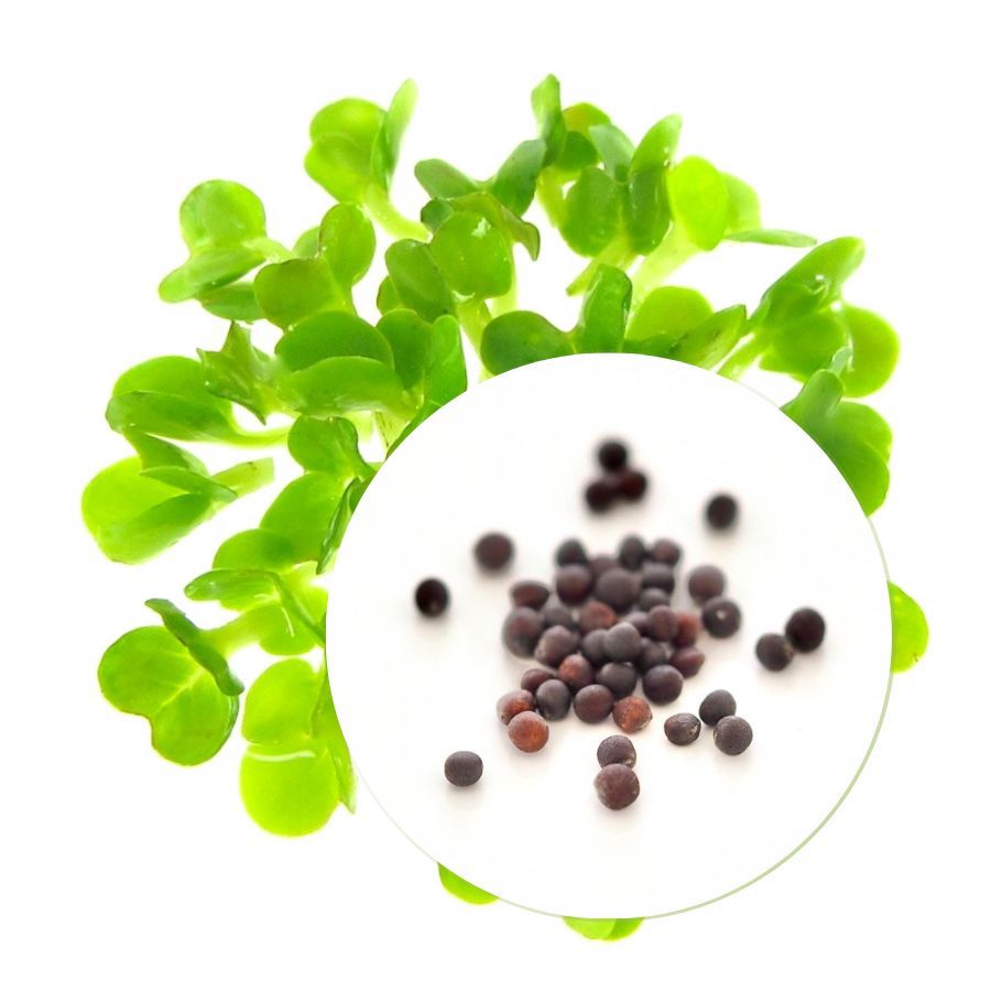 Økologiske Broccolifrø til Spirer