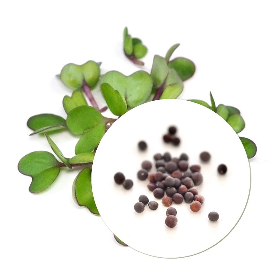 Økologiske Pinkkålfrø til Spirer