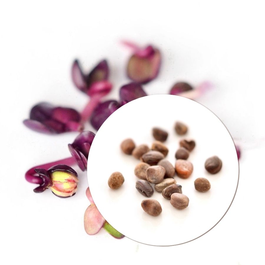 Økologiske Radisefrø til spirer