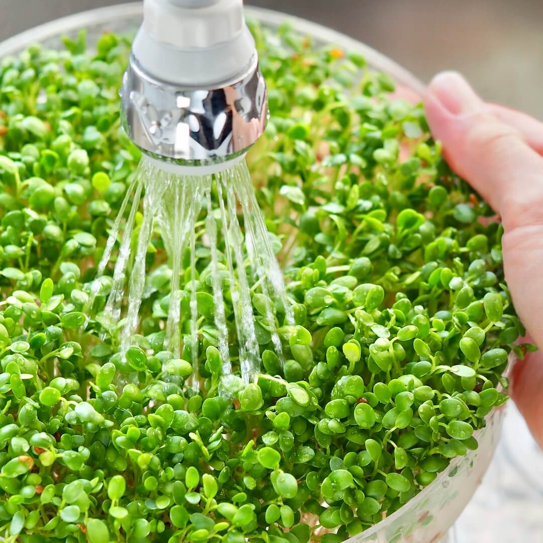 Skyl spirer hver dag