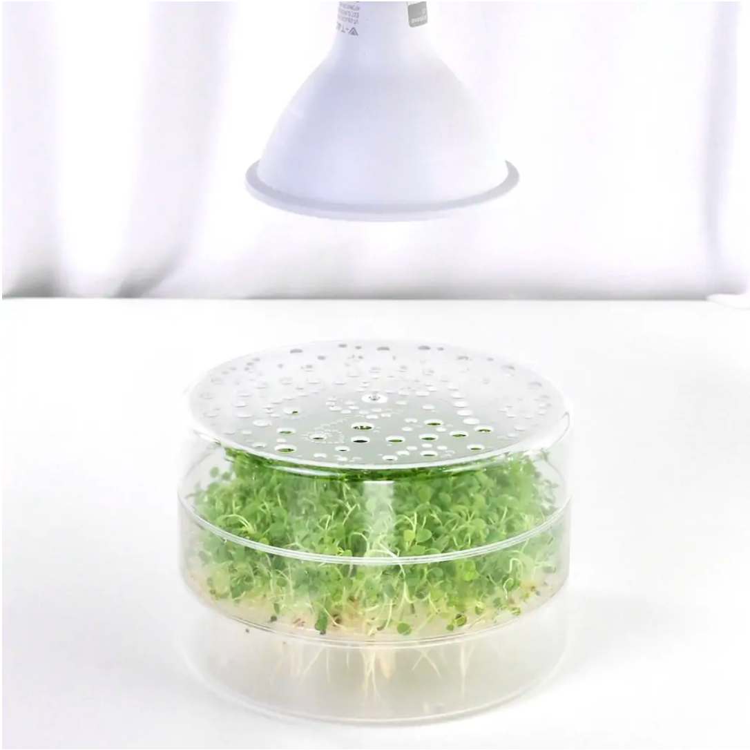 Skylning af spirer og mikrogrønt