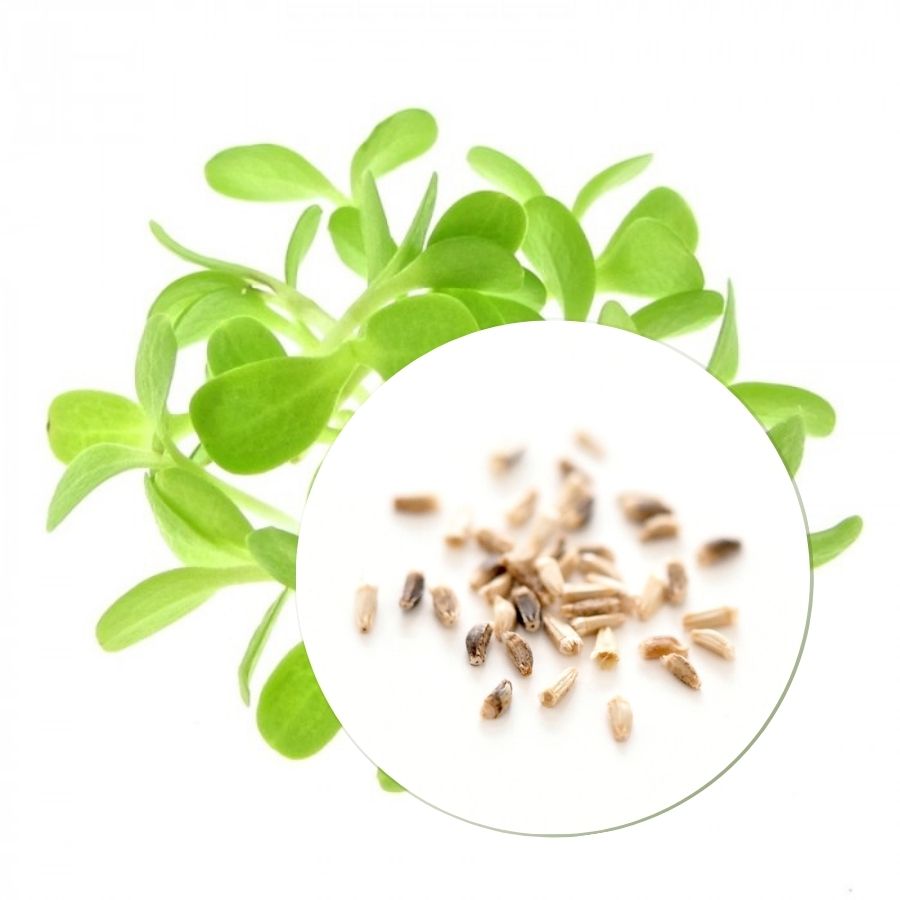 Økologiske Endiviefrø til Spirer og Mikrogrønt