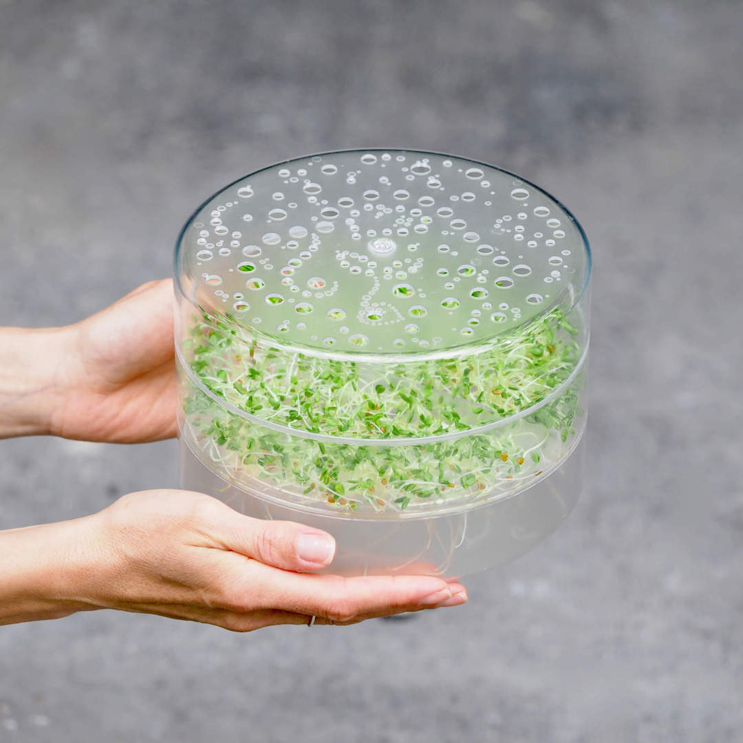 Hæld frø op i spirebeholderen for sunde spirer