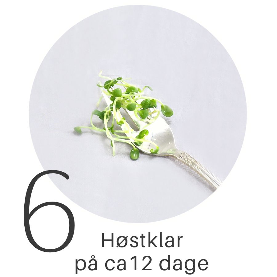Hvidløgspirer guide manual