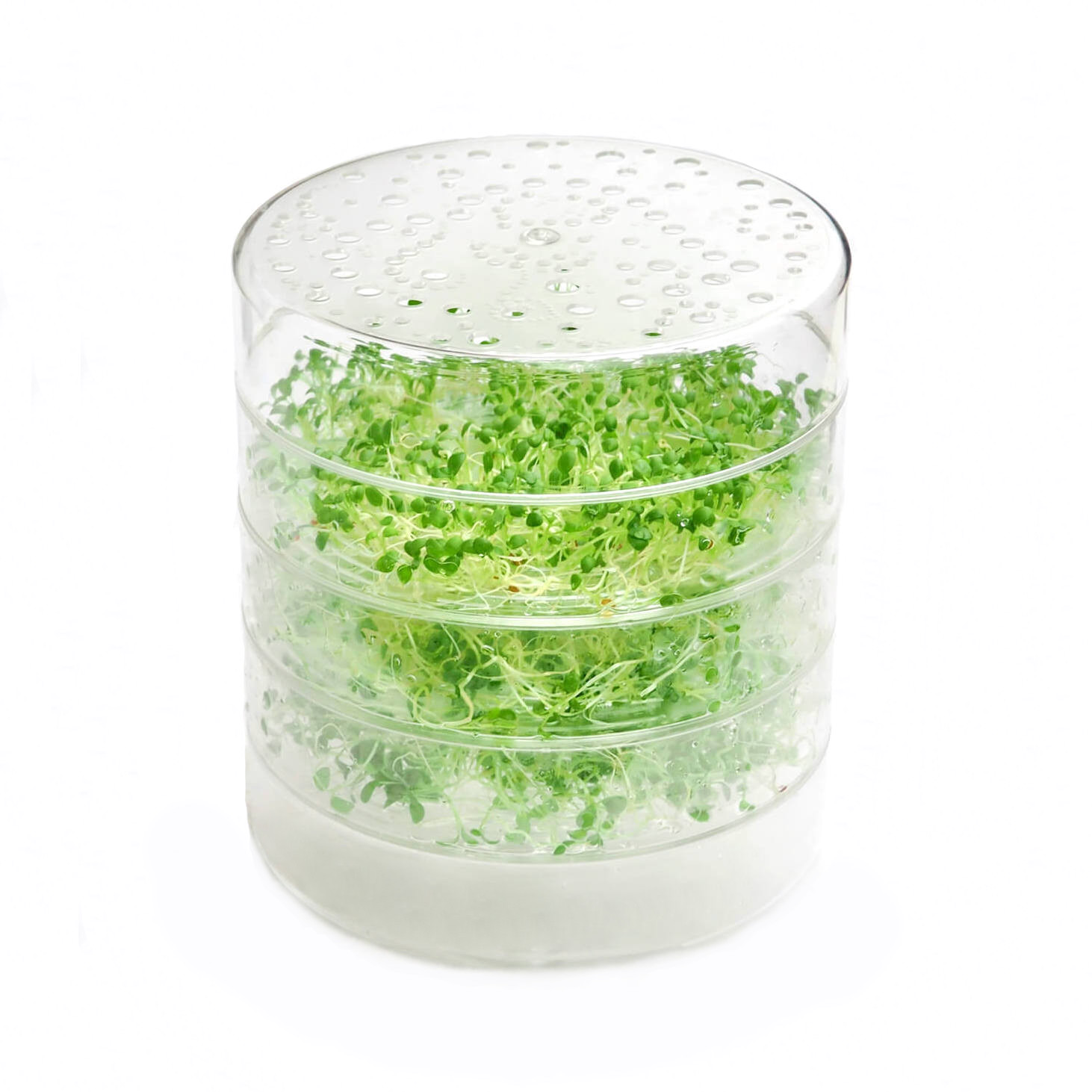 SpirePerle 3 frøbakker
