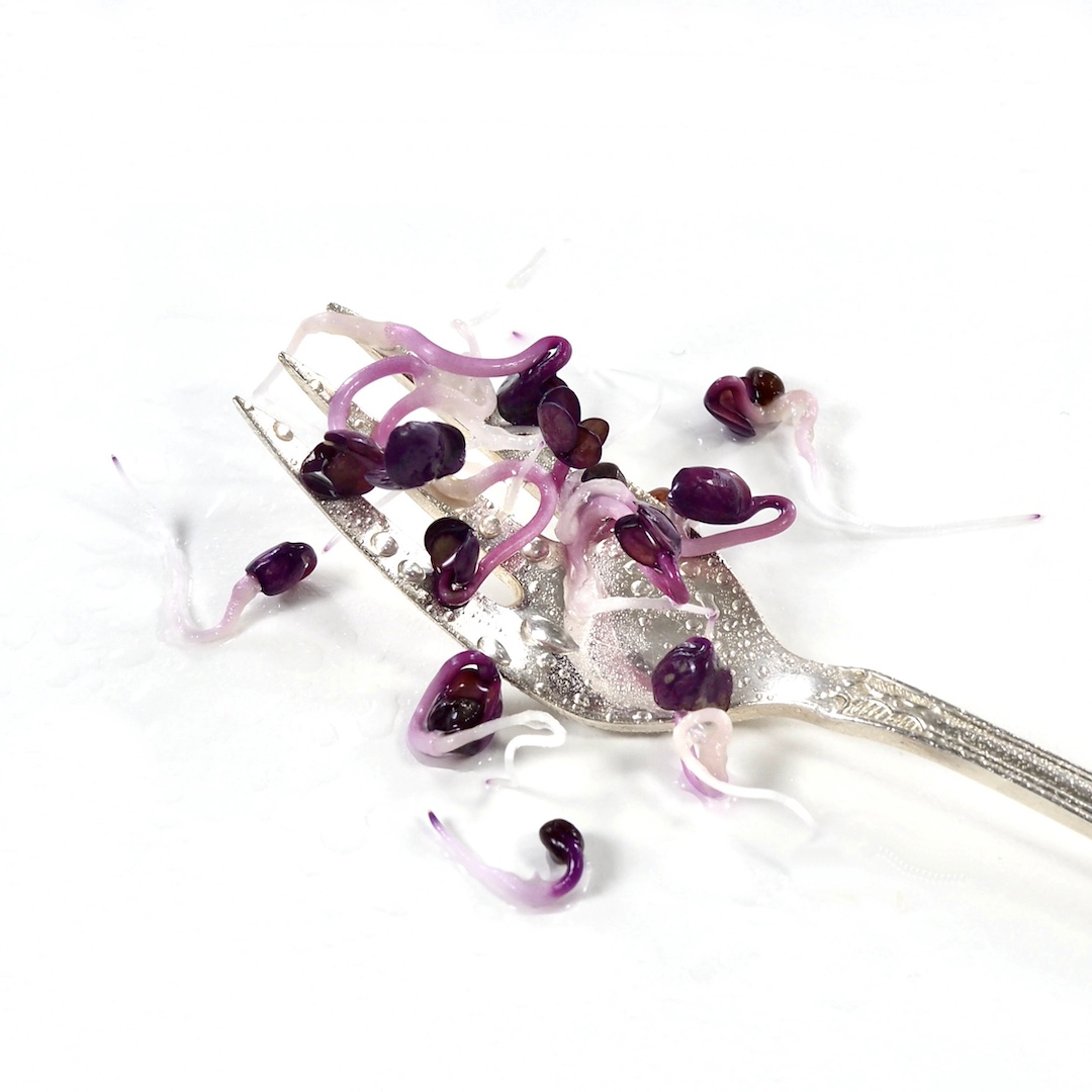 Økologiske Violetradisespirer du dyrker i små bakker